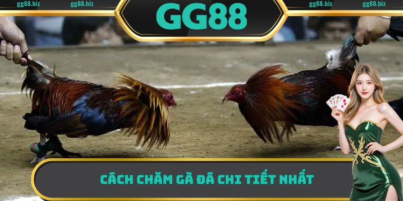 Cách chăm gà đá