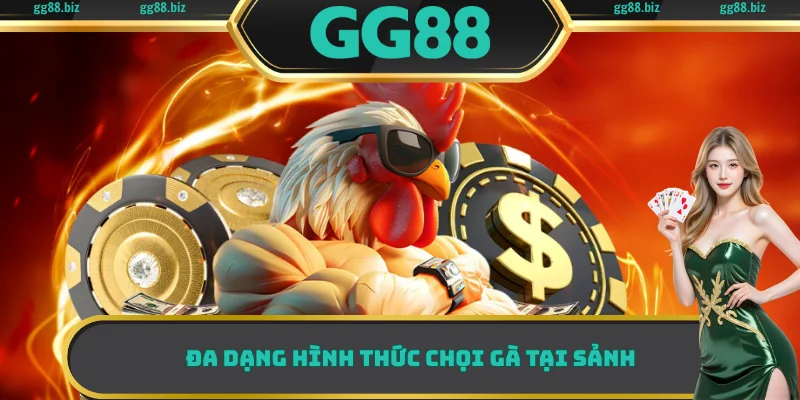 Đa dạng hình thức chọi gà tại sảnh