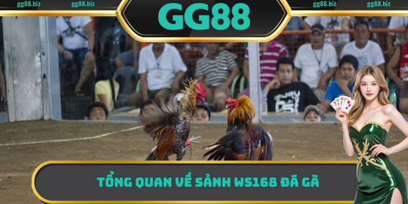 Một số thông tin cơ bản cần biết về sảnh WS168 đá gà